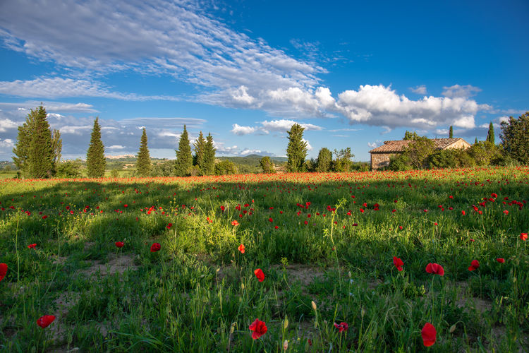 Scenic view of flowering plants on field against sky