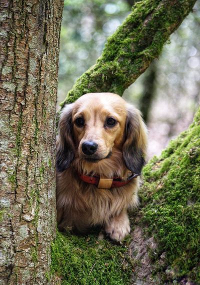 Portrait of dog lying on tree trunk