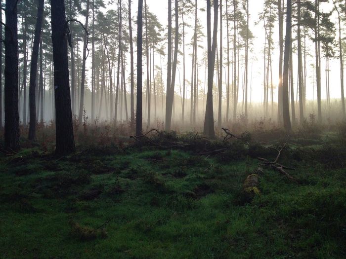 Scenic view of forest