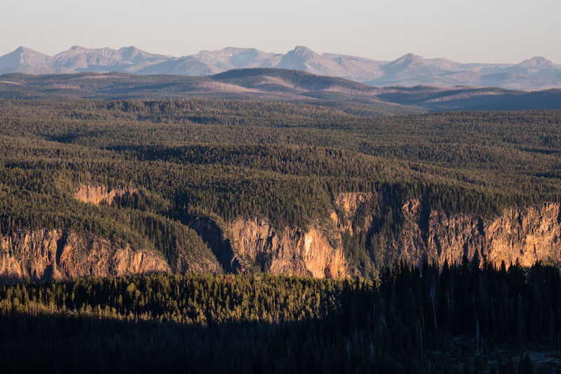 Endless woods with mountains in the background in yellowstone national park