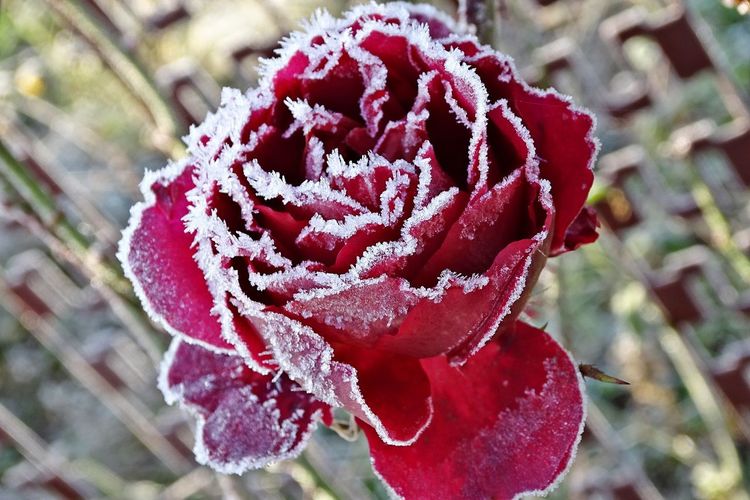 Close-up of frozen red flower