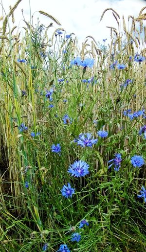 Purple flowers blooming on field