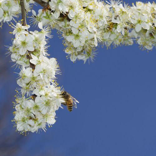 Close-up of cherry blossom against blue sky