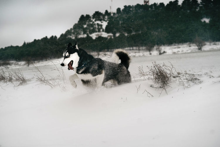 Husky dog running fast through snowdrifts in meadow with tongue out in winter day under gray sky in nature near hill covered with trees
