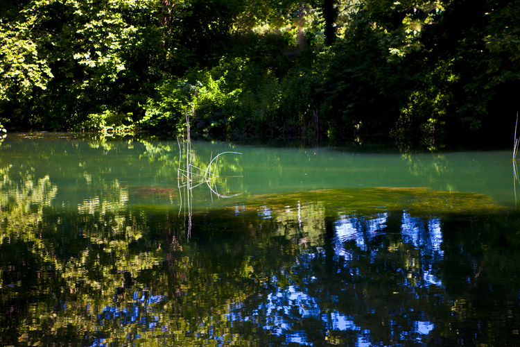 Scenic view of lake in forest