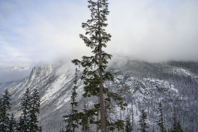 Tree centered in frame with snow covered mountains in the background