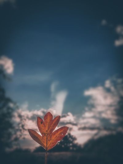 Close-up of maple leaves against sky during sunset