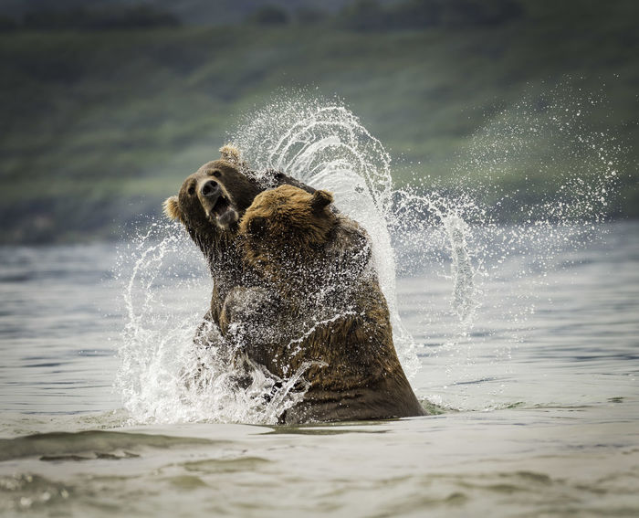 Bears fighting in water