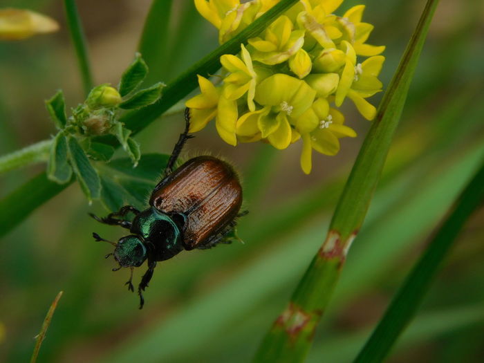 High angle view of beetle on flowering plant 