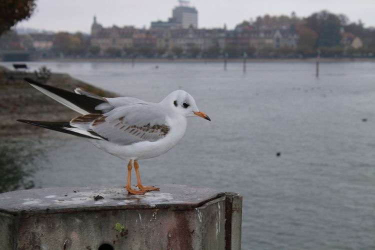 Close-up of seagull perching on metal pole 