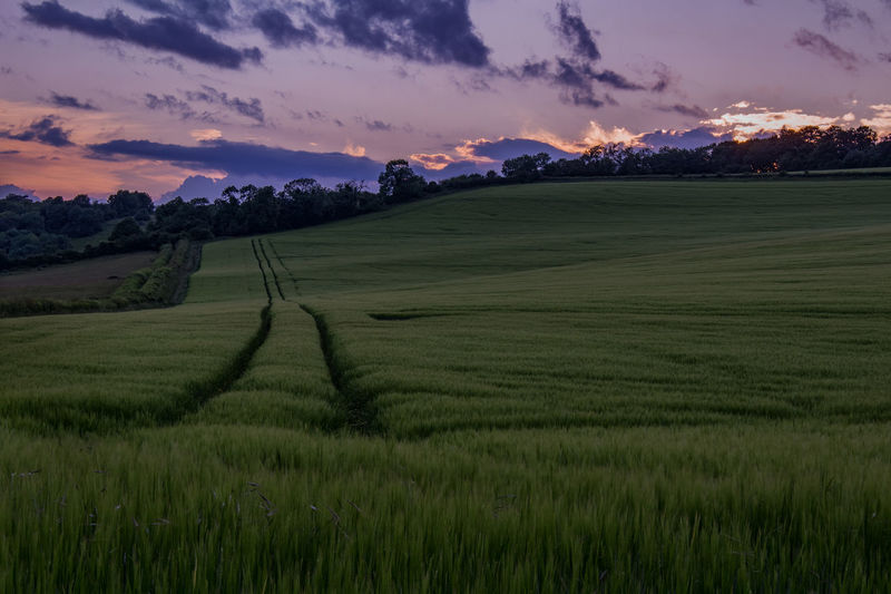 Scenic view of cornfield against sky at dusk