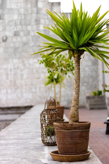 Potted plants in pots