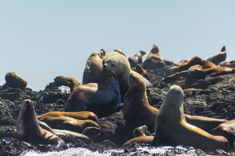 High angle view of sea lions on beach against clear sky