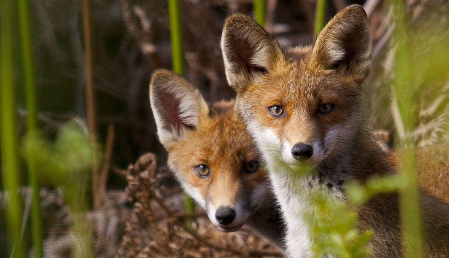 Portrait of fox pups amidst plants