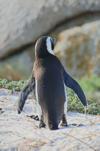 Close-up of penguin on rock