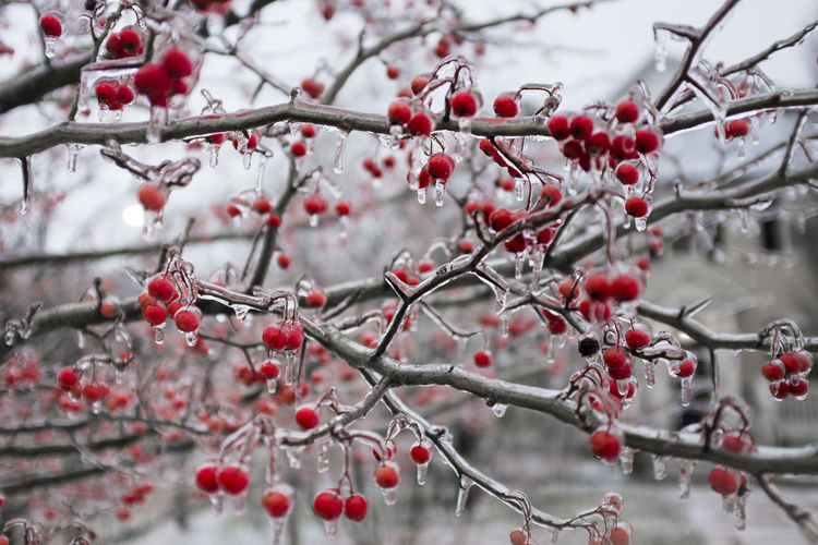 Close-up of berries growing on tree during winter
