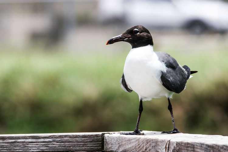 Close-up of black-headed gull perching on wooden railing