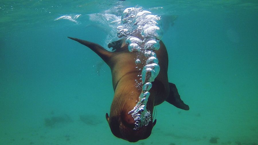 Seal swimming undersea