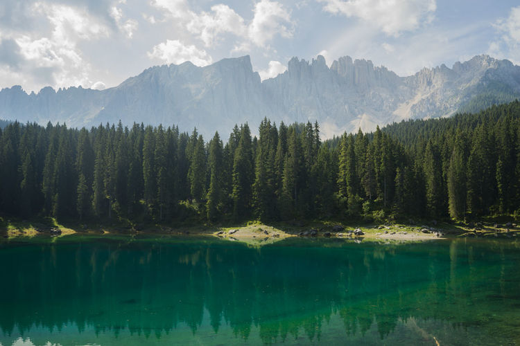 Scenic view of lake in forest