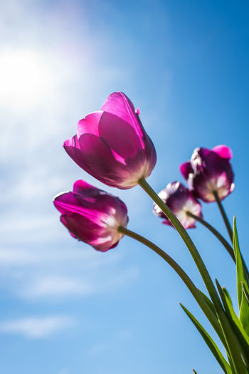 Low angle shot of bright pink tulip flowers against a blue sky.