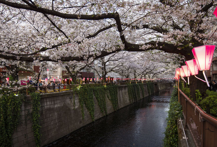 Pink cherry blossom by canal