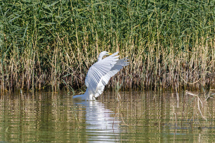 Bird flying over the lake