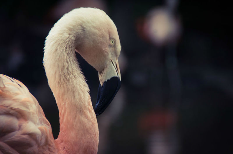 Side view of flamingo at edinburgh zoo