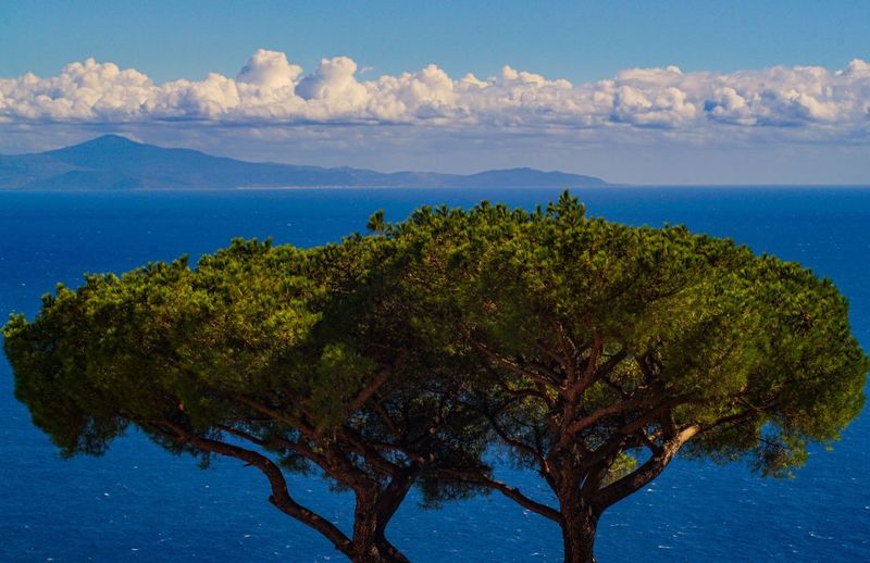 Tree by sea against blue sky