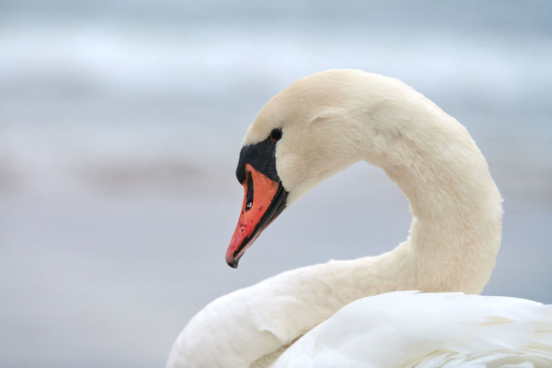 Portrait of large white mute swan next to baltic sea, macro. close up photo of swan head