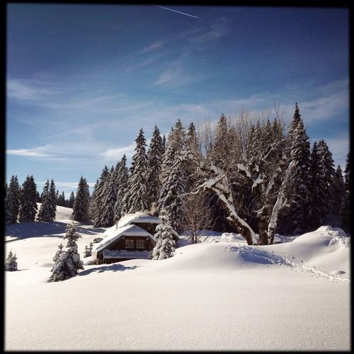 Scenic view of snow covered field