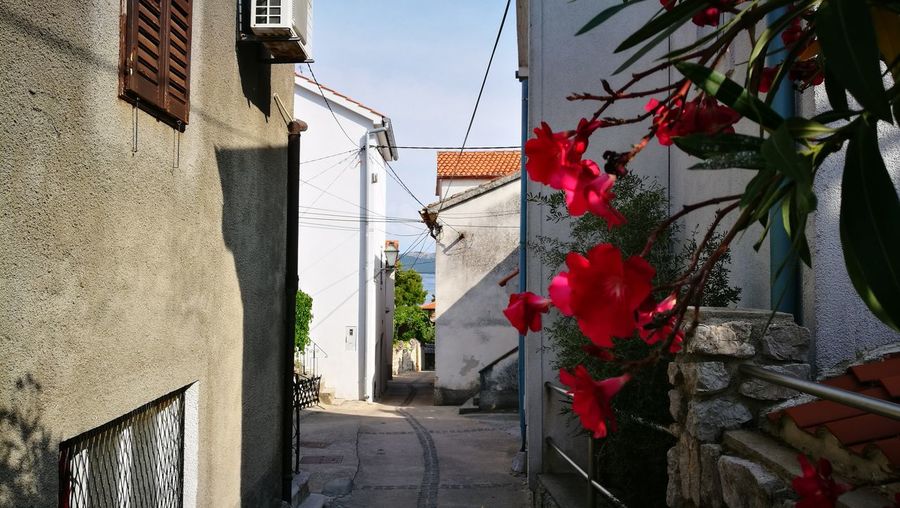 Flowers growing over alley amidst buildings in city