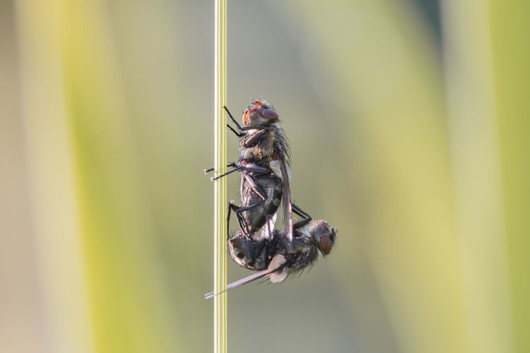 Close-up of flies mating on plant