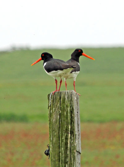 Close-up of bird perching on wall