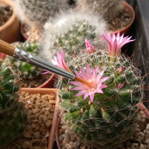 Close-up of pink flower blooming on cactus