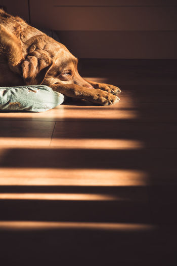 Senior labrador retriever dog asleep at home with sunlight from a window in a pet death concept