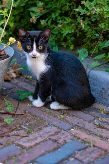 Portrait of cat sitting on plant