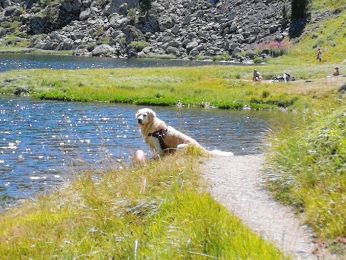 View of dog in stream
