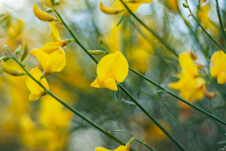 Close-up of yellow flowers blooming in park