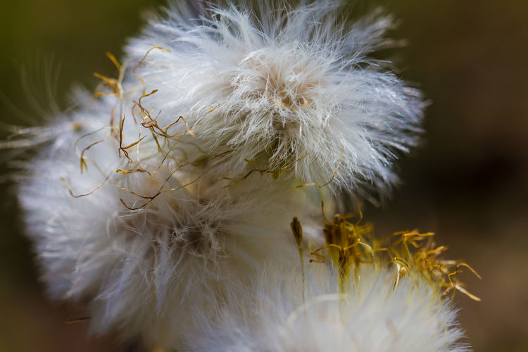 Close-up of cotton grass growing outdoors
