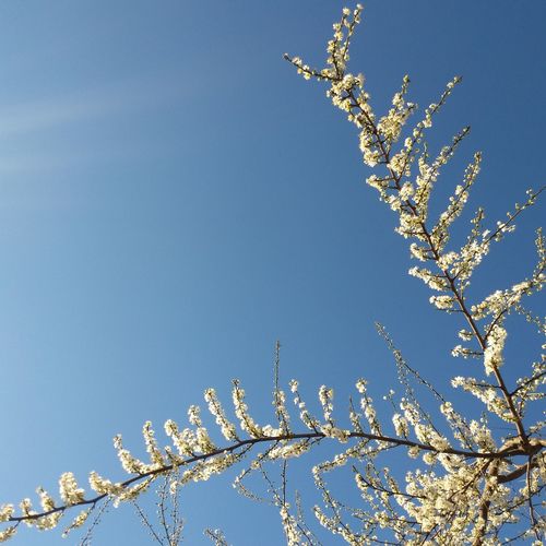 Low angle view of branches against clear blue sky