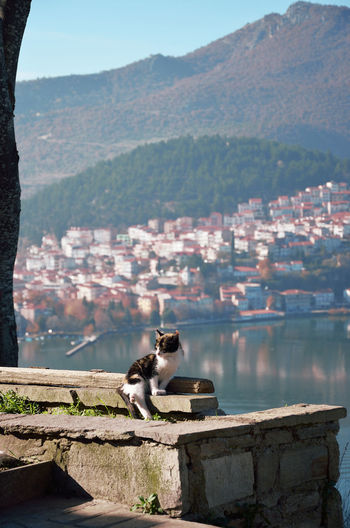 Kitty fall asleep up to the hill in kastoria ,with the view of the town  as background