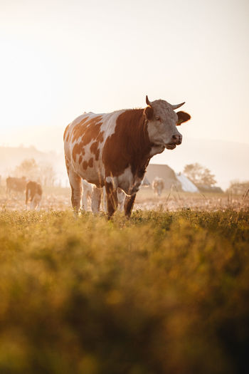 Cow portrait in the field. autumn sunset landscape	