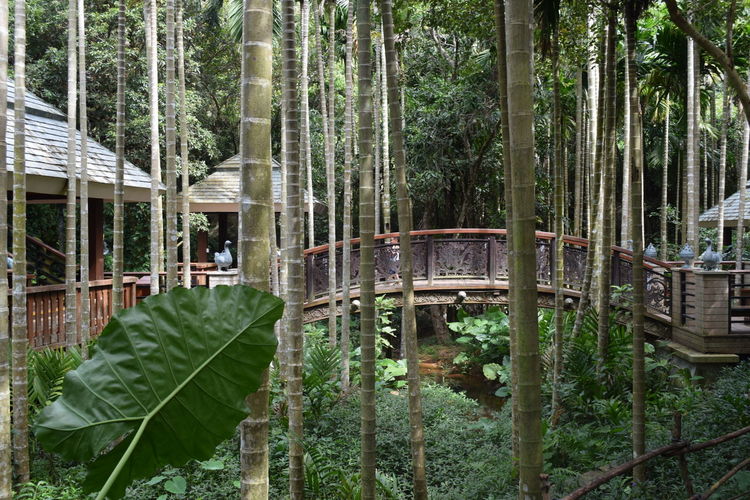 Panoramic shot of bamboo trees in forest