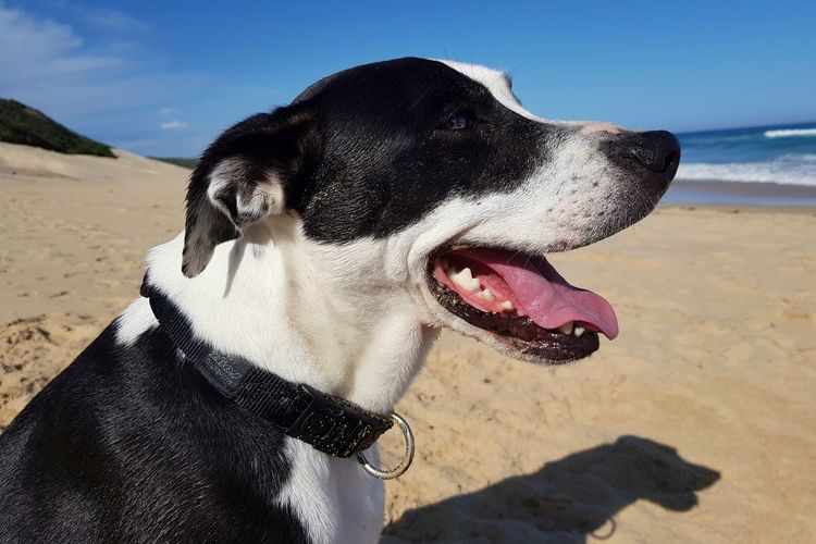 Close-up of dog looking away on beach