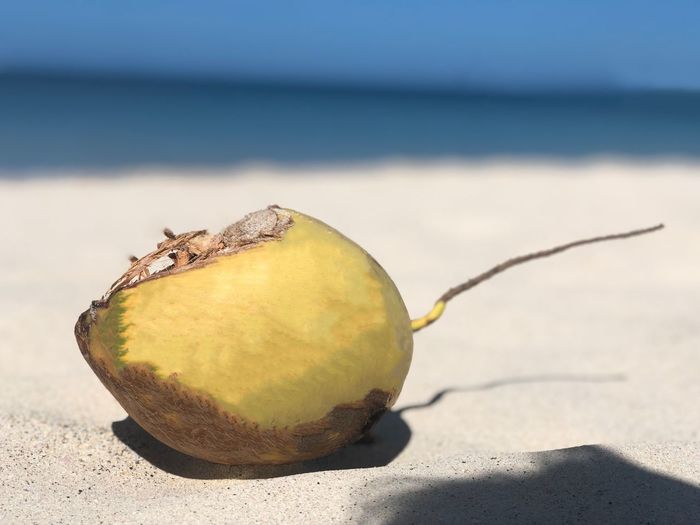 Close-up of fruit on beach