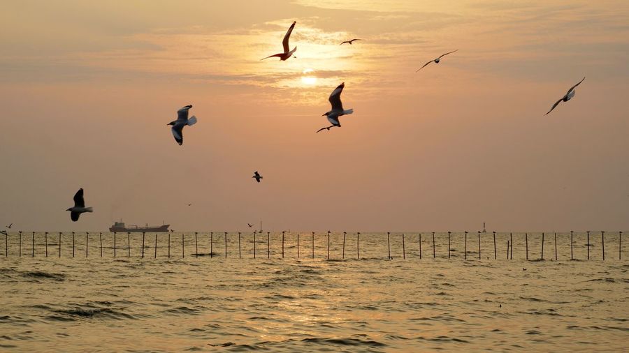 Seagulls flying over sea against sky during sunset