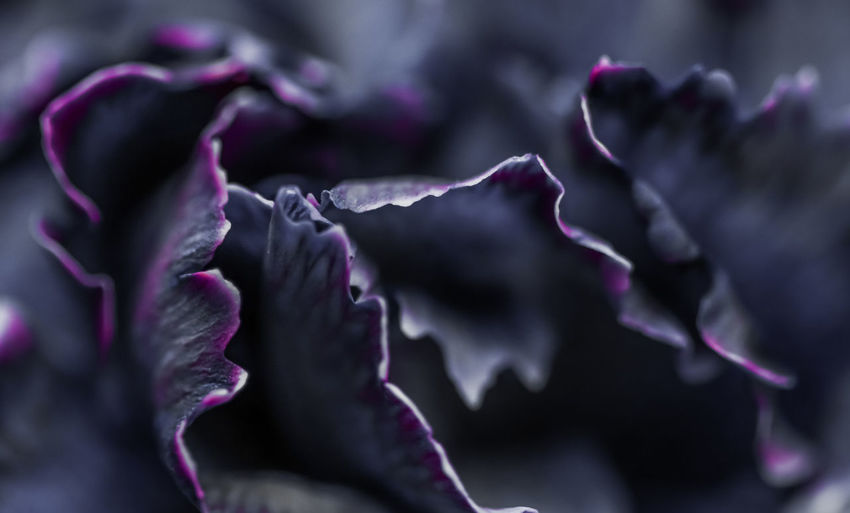 Close-up of flowers