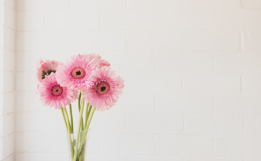 Close-up of pink flower in vase against wall