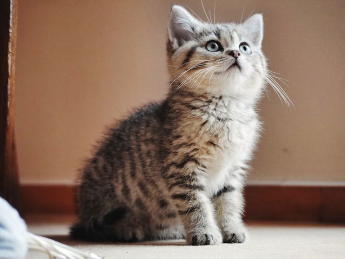 Close-up of tabby cat at home