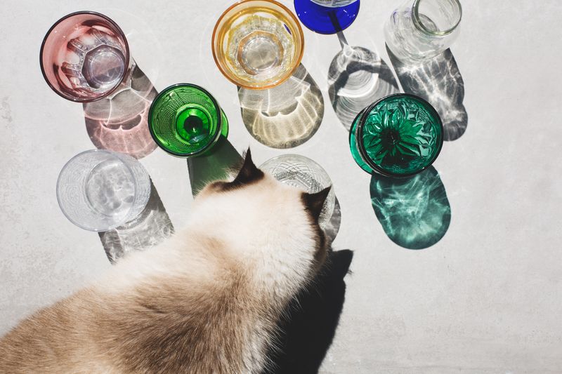 High angle view of cat drinking glass